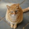 愛猫に何か気に入らないことが？猫があなたに『クレームを入れている』サイン5選