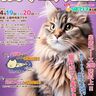 かわいい猫グッズが大集合！「猫フェス@上越」4月19日(土)、20(日)開催