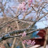 ひと足早く、十月桜　寺山「石庄庵」