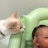 猫が赤ちゃんのお風呂前にとった優しい行動とは…未然に『やけどを防ぐ様子』が20万7000再生「ニャルソック」「さすがお姉ちゃん」