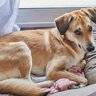 犬が『新しいベッド』で寝てくれない理由4つ　考えられる要因や解決策までご紹介