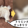 犬にとっての至福のひととき！？柴崎町にあるドッグトリミングサロン『スウィニードッグ』で極上スパ付きトリミングを堪能してもらってみた