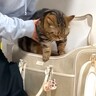ママが『動物病院』に行く準備を始めたら、"２匹の猫"が…つい頬がゆるむ『可愛すぎる反応』に「勘が鋭いｗ」「ニヤニヤが止まらん」の声
