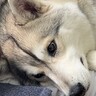 『夫と大型犬がイチャイチャしている』と思ったら…妻が目撃した『衝撃的な光景』が44万再生「強敵現るｗｗ」「ドヤ顔で草」と爆笑の声