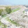 日本さくら名所100選！咲き並ぶ桜と季節ならではの催しが楽しめる♪燕市「大河津分水桜並木」【新潟県の桜名所・お花見スポット特集2025】