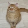 猫たちのご飯を少なくしてみた結果…『想像以上に戸惑いまくる』姿が可愛すぎると10万再生「癒されるぅ…」「不満顔がわかりやすいw」