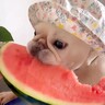 夏、犬に『大好物のスイカ』をあげた結果…『豪快な食べっぷり』が気持ち良すぎると372万再生「可愛すぎて笑ったｗ」「咀嚼音たまらん」