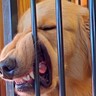 生後４ヵ月からある"大型犬の変なクセ"…「顔がすごいことにｗ」「普段はイケメンなのにｗ」思った以上の光景に18万再生の反響と爆笑の声