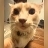 『ご飯ない！』と訴える猫…保護主との『可愛らしい言い合い』が43万再生「ちゃんとお皿の方見てから言ってる」「やりとり可愛くて鬼リピ」