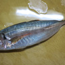 尾鰭の鮮やかな赤色が特徴＜アカアジ＞を食べてみた　美味しいアジを初夏の定番魚にいかが？