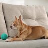 犬を守るために欠かせない『生活環境』とは？健康への悪影響やトラブルを防ぐポイントを解説