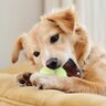 犬が『退屈に思っているとき』に見せるサイン4つ　暇にさせないための環境づくりとは？