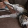 犬の『元気がない』ときに考えられる理由7選　体調不良かどうかを判断する方法まで