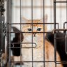 室内放し飼いの猫でも『ケージ』を持っていたほうがいい3つの理由　間違った使い方や選び方も解説