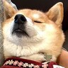 動物病院に行く度に驚かれる犬→待合室でみせる『まさかの光景』が21万表示「リラックスし過ぎてて笑った」「大物ですね」驚きと絶賛の声