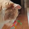 蝶がぐるぐると回るおもちゃを買ってきたら、猫が…想像の斜め上をいった『斬新すぎる遊び方』に爆笑の声続出「スリルを楽しむｗ」「笑える」