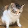 真剣な顔をして床を見つめている猫→次の瞬間…爆笑必至の『まさかすぎる行動』が289万再生「よく撮れたなｗ」「笑われてイカ耳にｗ」