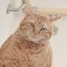 １階から『階段上にいる猫』を見てみたら…とんでもなく"強そうな格好"に爆笑する人が続出「横綱の土俵入りｗ」「つよそうｗ」と39万表示