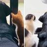 大型犬と暮らす家に猫２匹をお迎えした結果…『並んで外を見る写真』で感じる『３つの命が出会った奇跡』に感動が止まらない「すべてが尊い」