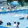 ５日間で泳力向上