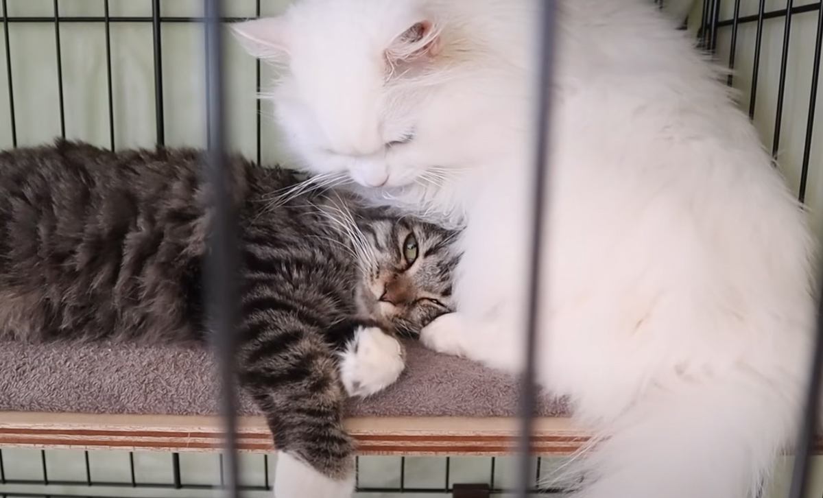 Cat is off limits] Cat is in protest [Cat Island] - YouTube