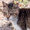 高齢で歯がない状態、『頑張って生き抜いた野良猫』が保護された結果…涙あふれる『現在の様子』に反響「泣けてきた」「ありがとう」