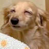 夜中、犬の具合が悪そうだったので４万円かけて夜間救急へ連れて行ったら…想定外だった『衝撃の診断結果』に63万いいね「確信犯ｗ」「演技派」