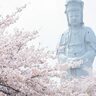 3月下旬～4月上旬に数千本の桜で染まる群馬県高崎市の「観音山丘陵」は、白衣観音と桜のコラボレーションが人気