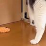 猫がネズミのおもちゃを置いていったと思ったら…ツッコミどころ満載な『まさかの瞬間』が14万再生「あ、あとちょっとｗ」「可愛すぎるｗ」