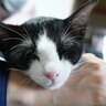 猫が『あご乗せ』するときのキモチ3選　このポーズがよく見られる“乗せ場所”もご紹介