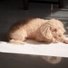 夏に犬を『お留守番』させるときにやってはいけないタブー行為5選　手遅れになる前に必ず知っておいて