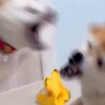 おやつが入ったおもちゃを『うまく使える犬』と『使えない犬』…突然始まった『想定外の展開』が20万再生「いきなりｗ」「激しすぎて草」と爆笑