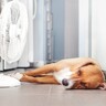 犬が『暑さ』を感じる温度とは？暑がっているときに見せるサインや温湿度管理のポイントまで