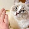 『何かを吐き出した猫』→確認してみたら……思いがけない『贈り物』に13万いいね「ドヤ顔なのかわいい」「いいなぁ〜！！」とSNSで話題に
