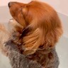 お風呂大好きな犬が『湯船でリラックスしすぎた』結果→衝撃の『オナラをブチかます光景』が1600万再生「表情がｗｗ」「ワロタ」と大爆笑