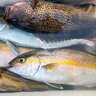 西伊豆カヤックフィッシングで60cm級頭にカンパチ連発【静岡】ライトジギングで手中