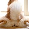 犬の『おなら』が臭うときの原因4つ　病気が隠れている可能性も…？注意すべき症状まで
