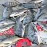 【かかり釣り釣果速報】ダンゴ釣りでクロダイ18匹と数釣りチャンス到来！（三重）