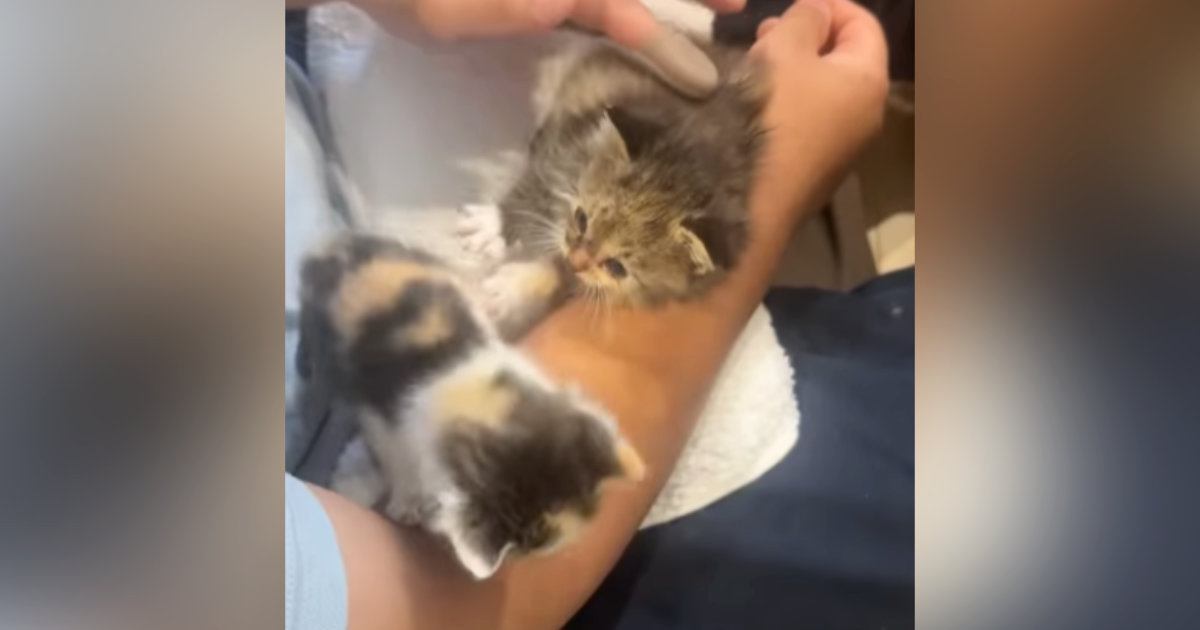 保護猫ちゃん　お幸せに 瀕死の状態で保護されやってきた - YouTube