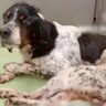 交通事故に遭い『下半身が動かない保護犬』が…３ヶ月後→努力し続けた『涙が止まらない結末』が23万再生「生きる力ってすごい」「幸せに」