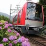 【お出かけ情報】「あじさい電車」がライトアップされて「夜のあじさい号」の特別運行が始まる今年も箱根登山電車の6月14日から30日は見逃せない！