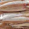 諏訪湖でのボートワカサギ釣りで289尾【長野】近年のワカサギ大量死から回復傾向か