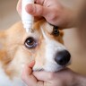 犬の『白内障』見逃したくない初期症状4選　発症してしまう原因や治療法まで