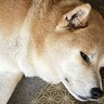 短期間でおじいちゃんとおばあちゃんを亡くした犬→祭壇の前で…思わず涙する『まさかの行動』に6万いいね集まる「泣けた」「分かってる」と感動