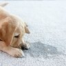 犬が『トイレを失敗してしまう』5つの理由　成功させるためのベストな解決策とは？