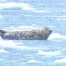 氷にぷか～…かわいい！と思いきやアザラシが湖に1000頭も集結？【北海道・北見市】