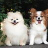犬に『友達』はいたほうがいい？他の犬と仲良くなるためのコツや注意点をご紹介