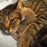 『極寒のなか妊娠していた１匹の母猫』が保護されて…家の中で見せた『胸を打つ光景』に「見ていて涙がでた」「本当に良かった」と感動の声続出