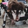 目が見えない車椅子のおばあちゃん犬→ぶつかってしまうかと思いきや…予想外の光景が3万再生「感覚が研ぎ澄まされてる」「凄すぎ」と称賛