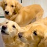 パパとママが『大型犬３頭の名前を呼んだ』結果…コントのような『態度が違いすぎる光景』が61万再生「全員同じ名前で草」「可愛いｗ」と爆笑